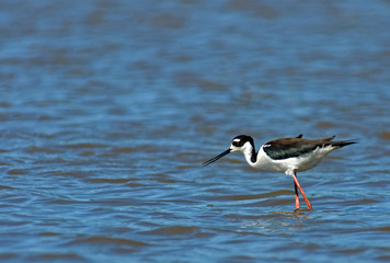 Black Necked Stilt Fishing