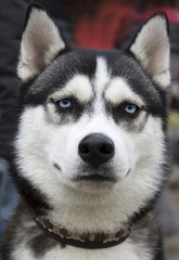 Siberian rideable husky