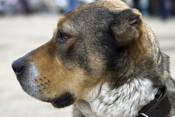 Asian sheepdog (portrait in profile)