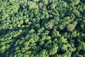 der wald