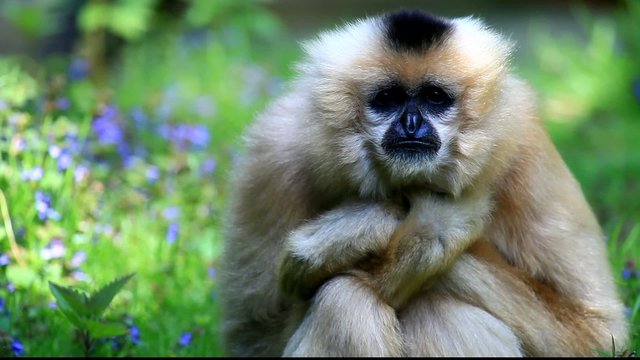 gibbon