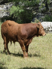 Ternero en la provincia de Madrid