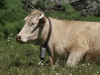 Vaca en la provincia de Madrid