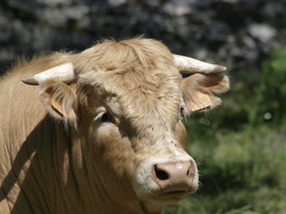 Toro en la provincia de Madrid