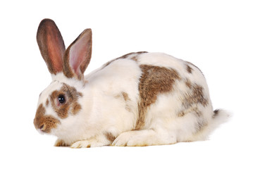 Obraz premium One live rabbit on the white