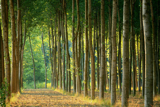 alberi 57