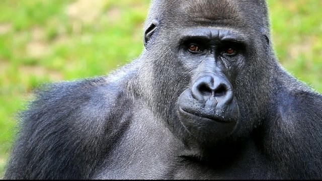 gorilla