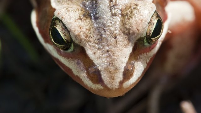 Grasfrosch - Rana temporaria - animiert