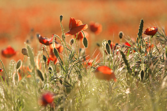 coquelicot