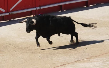 Fotobehang corrida © camille_kairos_