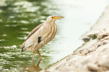 little bittern, adult, female / Ixobrychus minutus