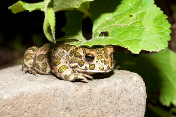 Green toad (Bufo viridis) on the hot rocks