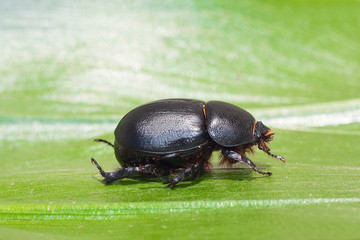 Pentodon idiota