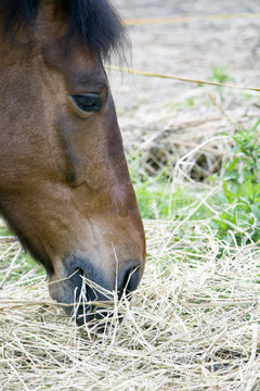 cavallo e paglia