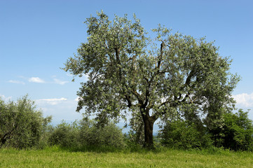 Fototapeta na wymiar olivo