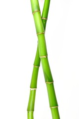 Isolated lucky bamboo stem