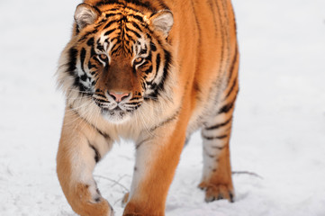 Fototapeta na wymiar Tygrys na białym tle