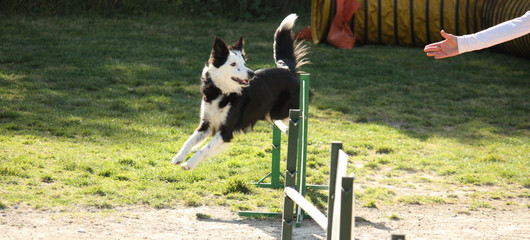 Border Collie Agility Dog