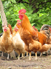 rooster and hens on the farm yard