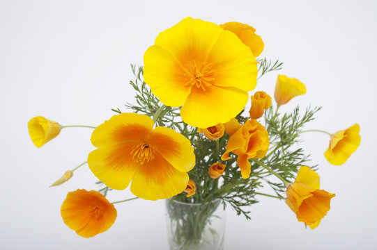 花菱草アップ１