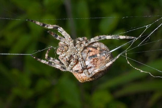 Spider spins spider-web 12