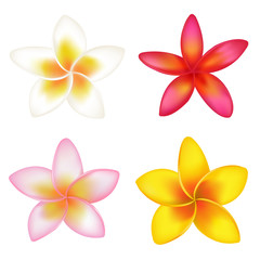 4 Fragipani