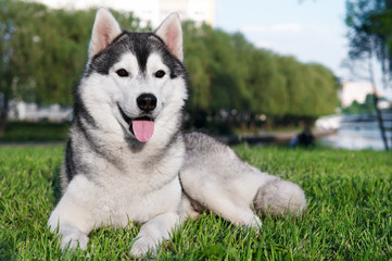 husky dog on green grass