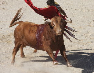 corrida