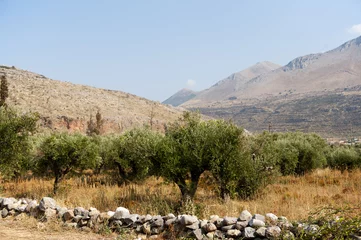 Fototapete Olivenbaum Mani landscape in Greece