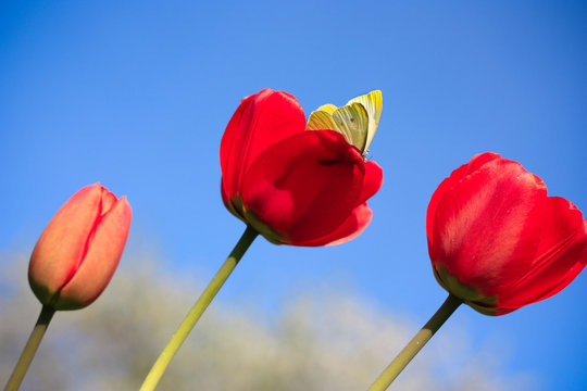 red tulips and a butterfly