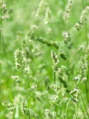 Obraz na płótnie Canvas Ears oats field