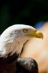 White head eagle