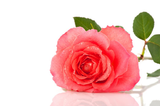 Fresh pink rose