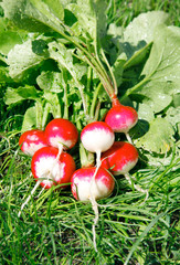 fresh radish on the green grass