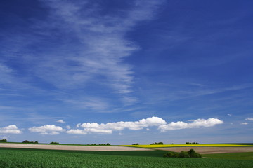 Rapsfeld am Horizont