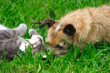 Cat and Dog Friends