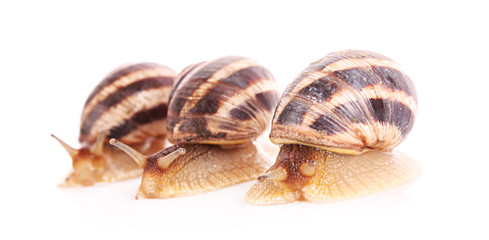 Three snails isolated on white