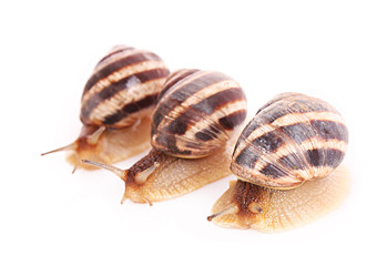 Three snails isolated on white