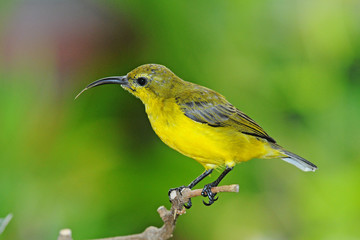 Female Sunbird On A Perch