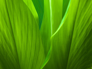 Green leaf background