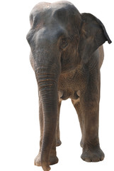 wild animal elephant