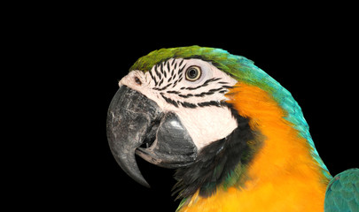parrot macaw bird