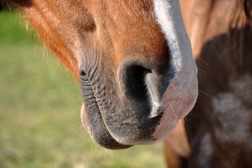 Naseau de cheval