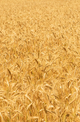 wheat field