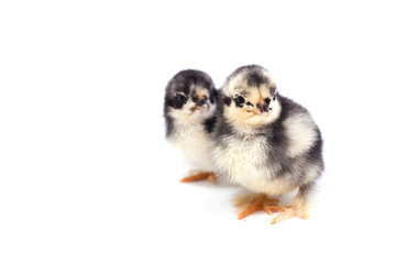poussins de race "Batame de Pékin" © Magalice
