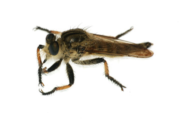 insect gad horse fly © defun