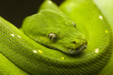 Obraz premium green tree python dark