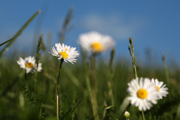 Wiese und Himmel