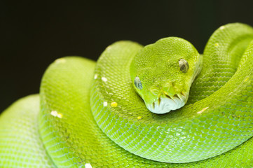 green tree python eyes