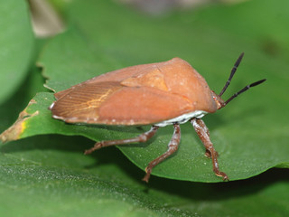 insect stink bug